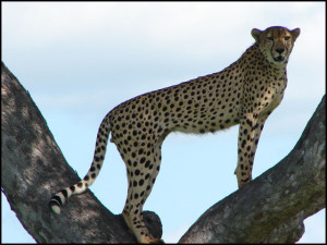 cheetah1